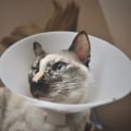 The Importance of Spaying and Neutering for Responsible Pet Ownership in Long Beach, CA